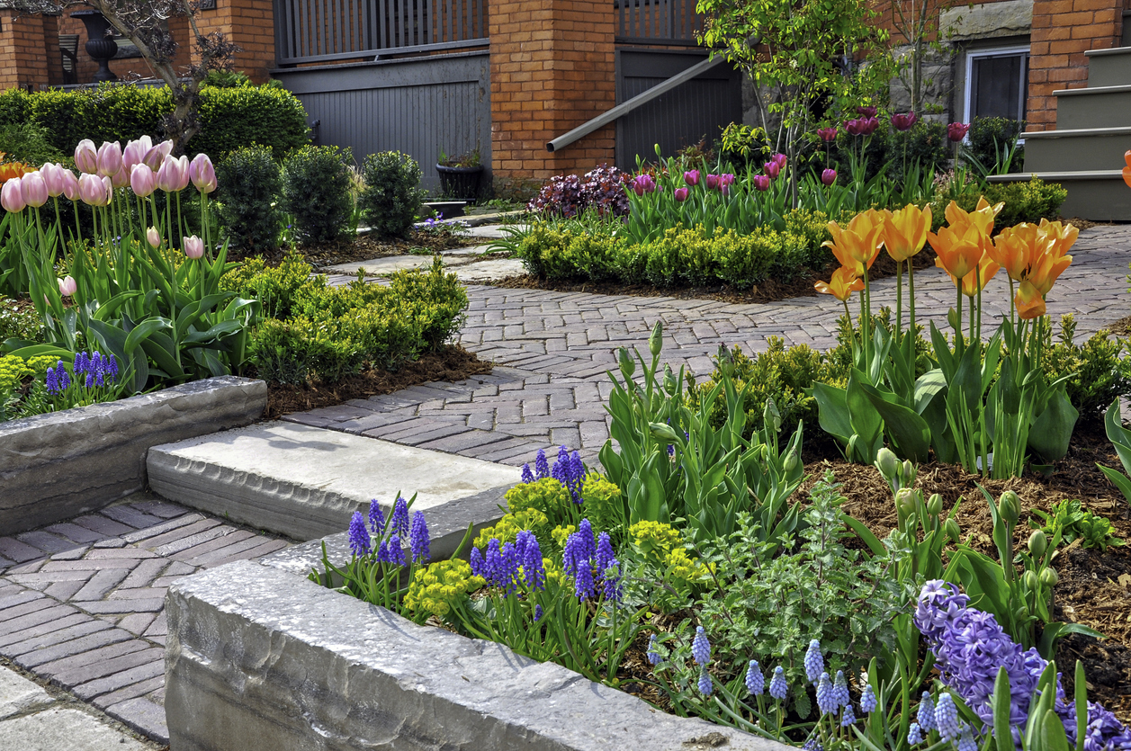 A beautiful backyard garden full of blooming tulips, with raised flower beds and stone pathways.
